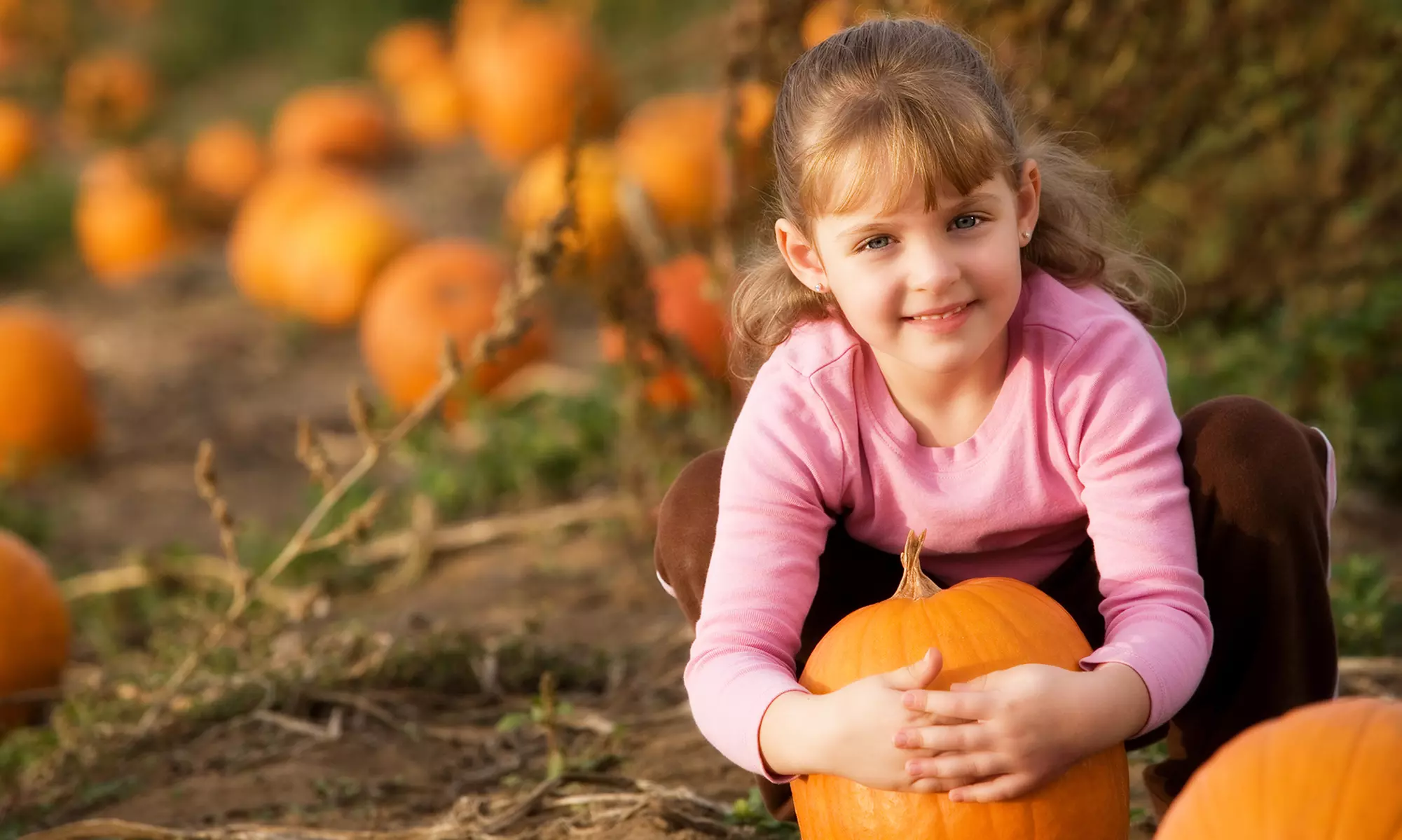 Harvest Park Admission Plus Pumpkin Picking and Corn Mazes for Two or Four at Fields Of Adventure (Up to 52% Off) - Primary Image
