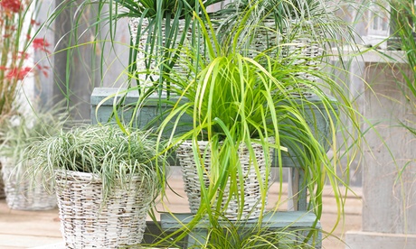 5 ou 10 mélanges d'herbe ornementale Carex