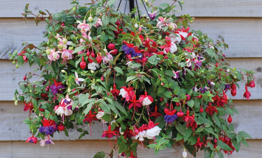 Image 2: Fuchsia Trailing Mix Hanging Basket 35cm