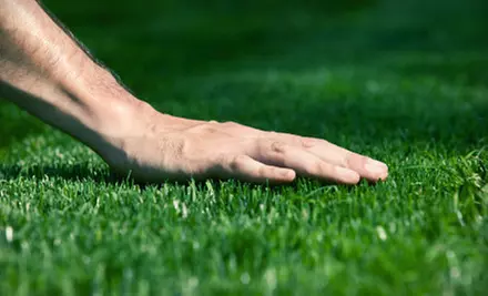 $25 for a Broadleaf Weed-Control Treatment from Weed Man (Up to $67 Value) - Primary Image