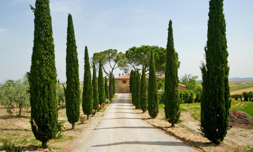 Image 3: Two Large Italian Cypress Trees, 120-140cm