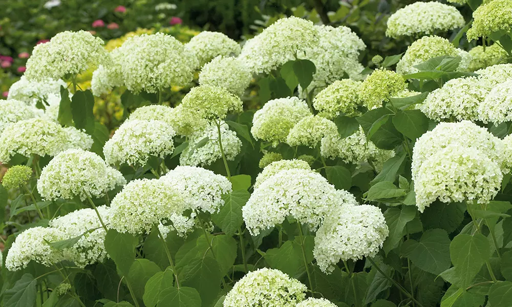 Hydrangea Flowering Shrubs Bare Root Plants (Set of 1 or 3) - Primary Image