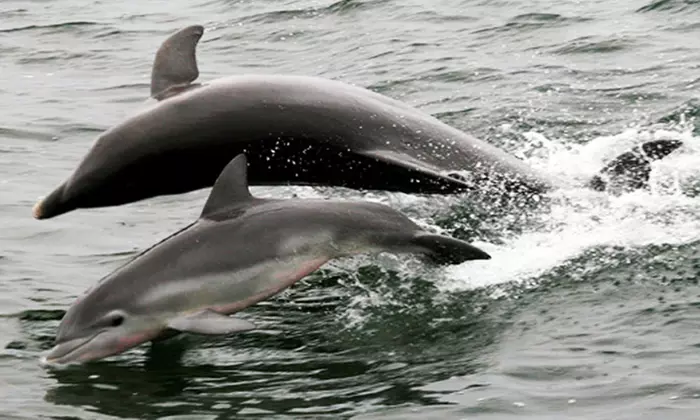 Sea Fari Adventure Cruise for Two Adults or a Family of Four from Sun Line Cruises (44% Off) - Primary Image