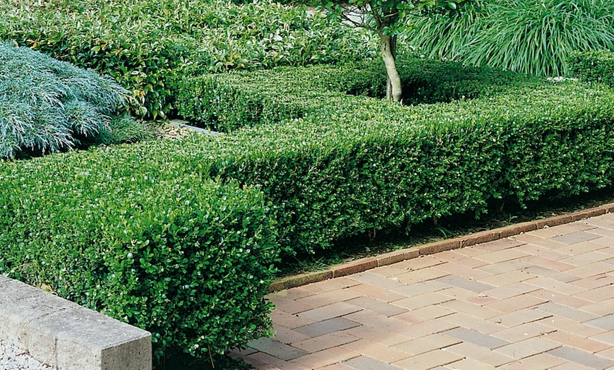 Image 1: Box Hedging Plants per Metre
