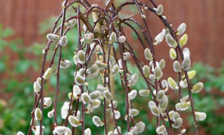 Image 4: Two Kilmarnock Weeping Willows