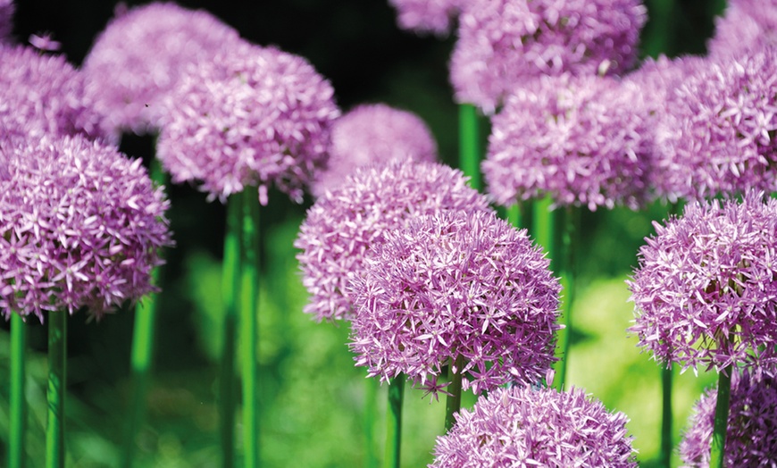 Image 4: 15 or 30 Allium Purple Sensation Bulbs