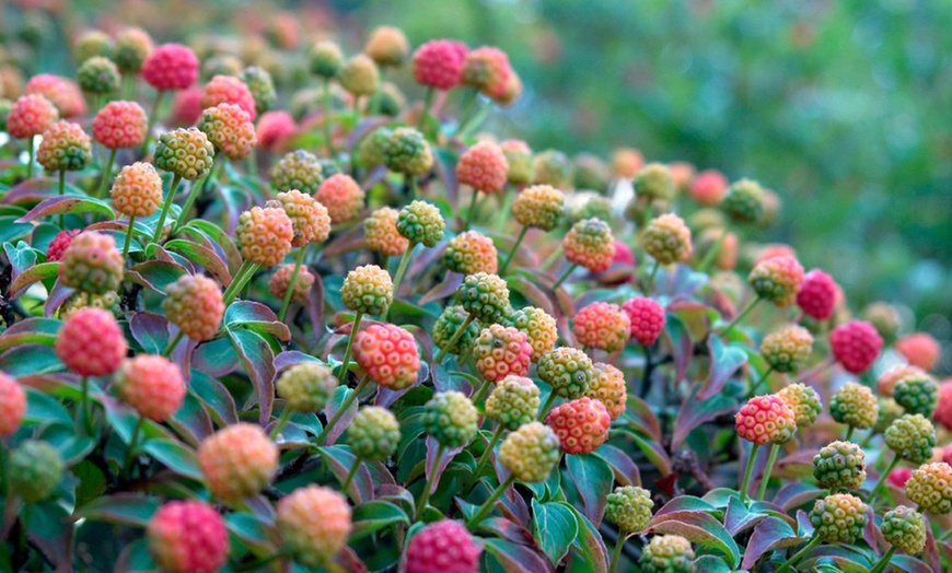 Image 2: Cornus Kousa Szechuan Strawberry 9cm Potted Plant