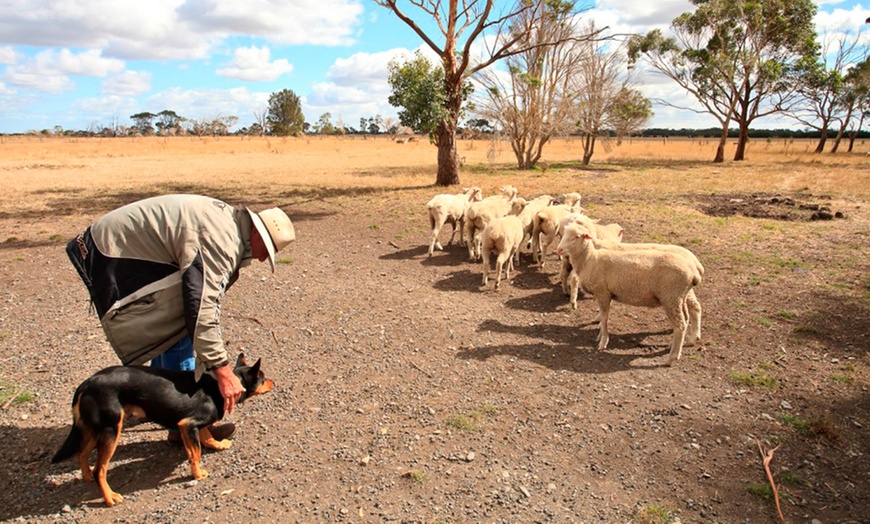 Image 5: Warrook Farm Tour