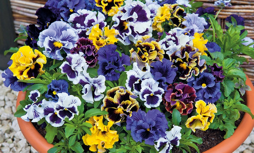 Image 2: 24 or 48 Pansy Frizzle Sizzle Mixed Collection Plants