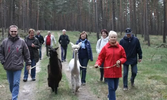 2,5 Std. Alpaka-Wanderung durch die Rochauer Heide für 1-4 Personen bei Alpaca Island (bis zu 21% sparen) - Second Medium