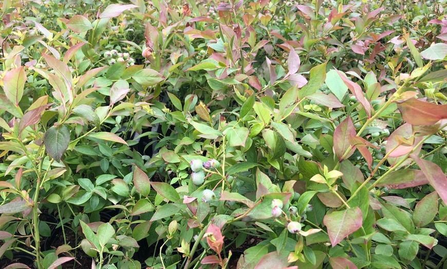 Image 3: Blueberry Bluecrop Mature Plants