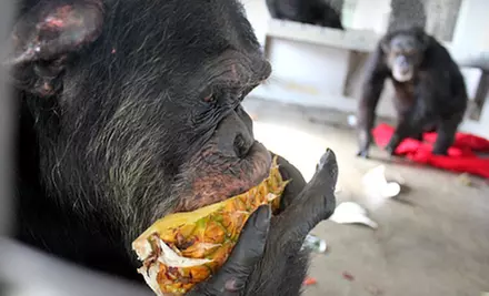 $5 Donation to Help Feed Rescued Chimps - Second Medium