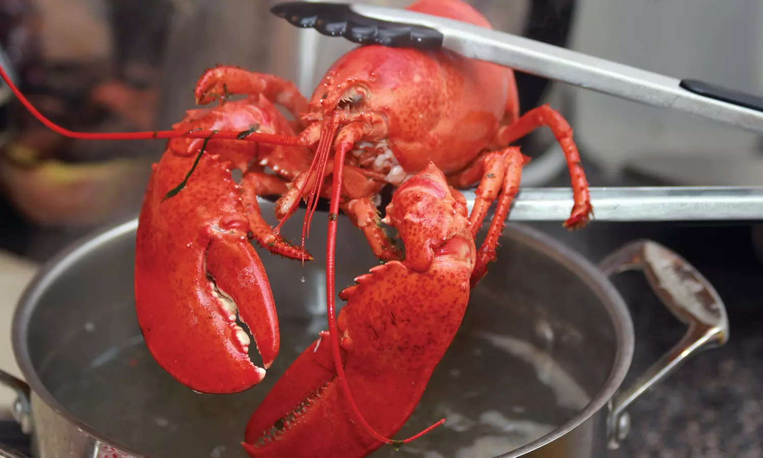 Vouchers Toward Seafood from Maine Lobster and Seafood (Up to 80% Off)  - Primary Image