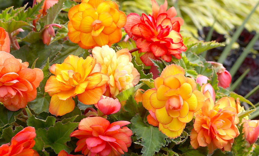 Image 3: 9 or 18 Begonia Golden Balcony