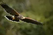 Hawk Walk Experience For Up to Four at Shropshire Falconry (Up to 67% Off) - Second Medium