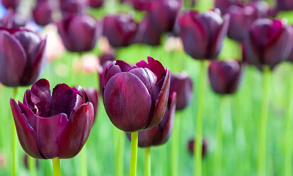 Pre-Order Holland's Special Tulips - Second Medium