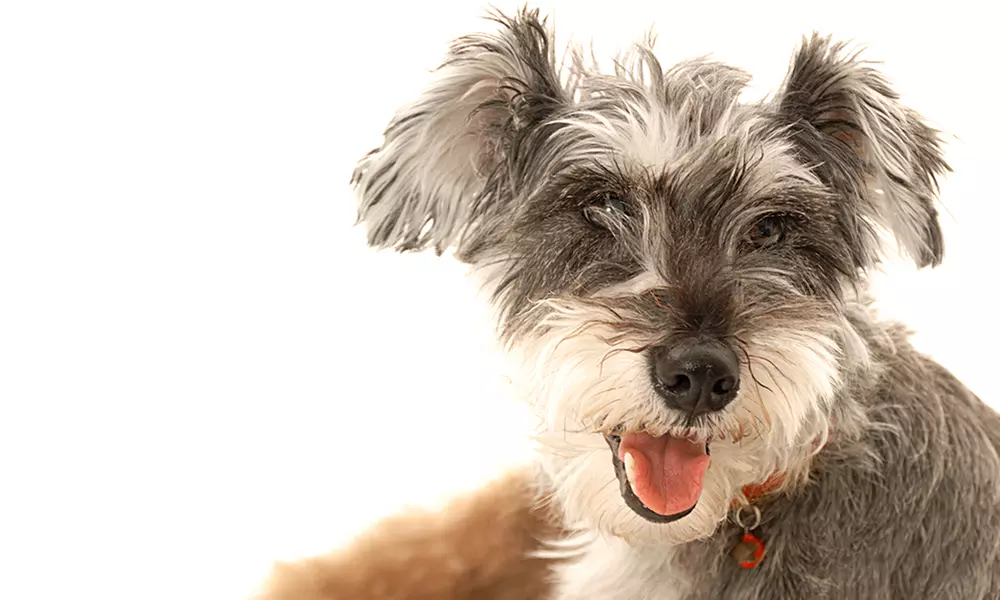 One-Hour Pet Photoshoot