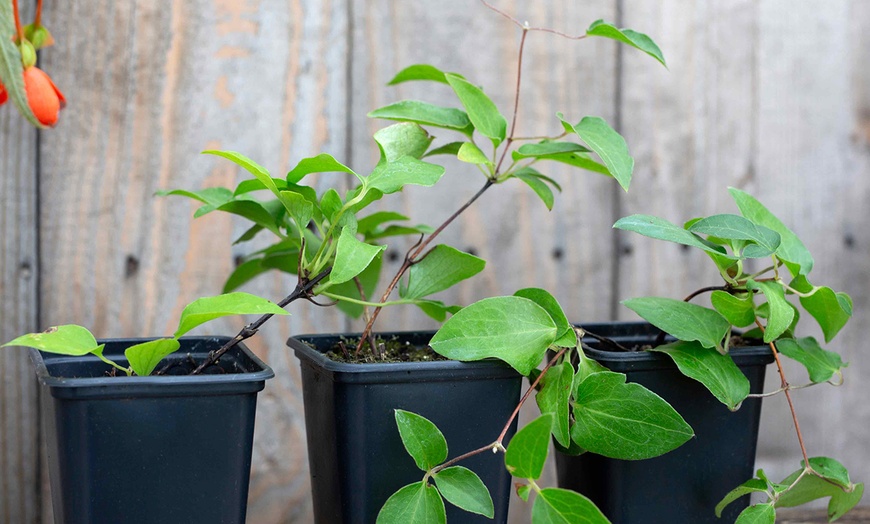 Image 4: 3 Clematis Regal Double Plants