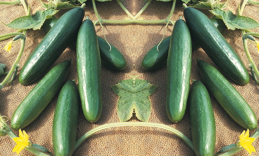 Image 9: Vegetable Grow Bag