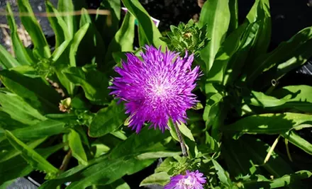 $20 for $40 Worth of Annuals, Perennials, Shrubs, and Trees at Blossom Nurseries in Yorktown Heights - Primary Image