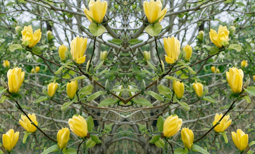 Image 2: Magnolia Yellow Bird - 1, 2 or 3 Potted Plants in 1 Litre pots