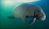 $30 for Guided Snorkel with Manatees from American Pro Diving Center in Crystal River (Up to $63.07 Value)
