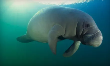 $30 for Guided Snorkel with Manatees from American Pro Diving Center in Crystal River (Up to $63.07 Value) - Primary Image