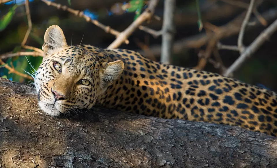 Nine-Day Kenyan Safari with Roundtrip Airfare, Accommodations, and Meals from Classic Escapes - Primary Image