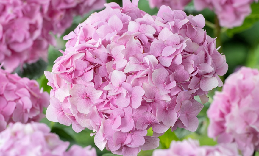 Image 6: Set Hortensias Hydrangea macrophylla