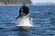 3-3.5 Hr Guaranteed Whale Watch Tour – the Pacific Northwest Adventures (Up to 17% Off) - Second Medium