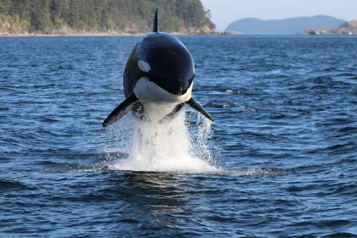 3-3.5 Hour Guaranteed Whale Watch Tour with Island Adventures