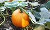 $10 for a Corn-Maze Outing for Two at Susanna Farms in Lake Villa ($20 Value)