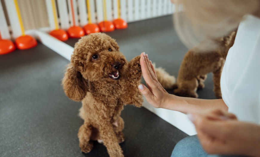 Image 3: For All Pet Lovers: Online Single Course, 3‑Course or 5‑Course Bundle