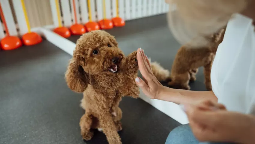 For All Pet Lovers: Online Single Course, 3‑Course or 5‑Course Bundle