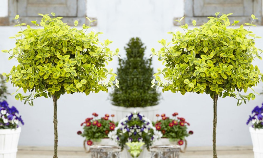 Image 2: 2 or 4 Evergreen Euonymus Topiary Trees