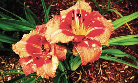 Plants and Garden Supplies or Landscape Design Consultation at Courtland Professional Property Management  - Primary Image