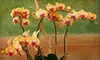 $10 for $20 Worth of Plants, Flowers, Pots, and More at Island View Nursery