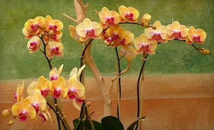$10 for $20 Worth of Plants, Flowers, Pots, and More at Island View Nursery - Primary Image