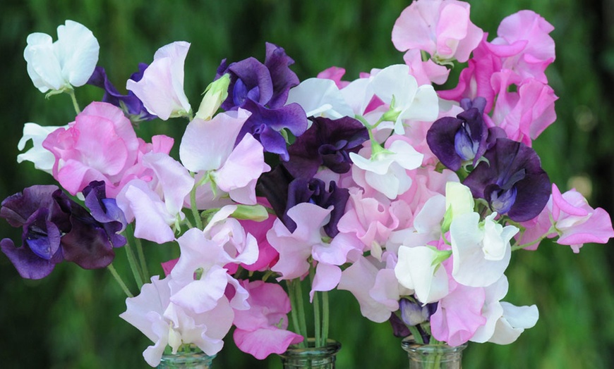 Image 7: Sweet Pea 'Scent Infusion' Premium Multisown Plug Plants