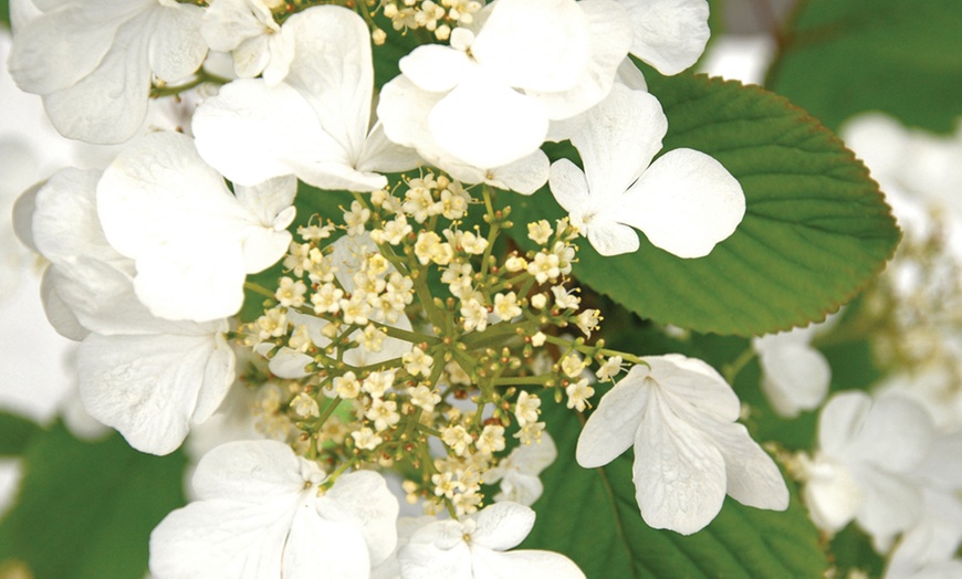 Image 2: Viburnum 'Kilimanjaro Sunrise' - Up to 3 Potted Plants