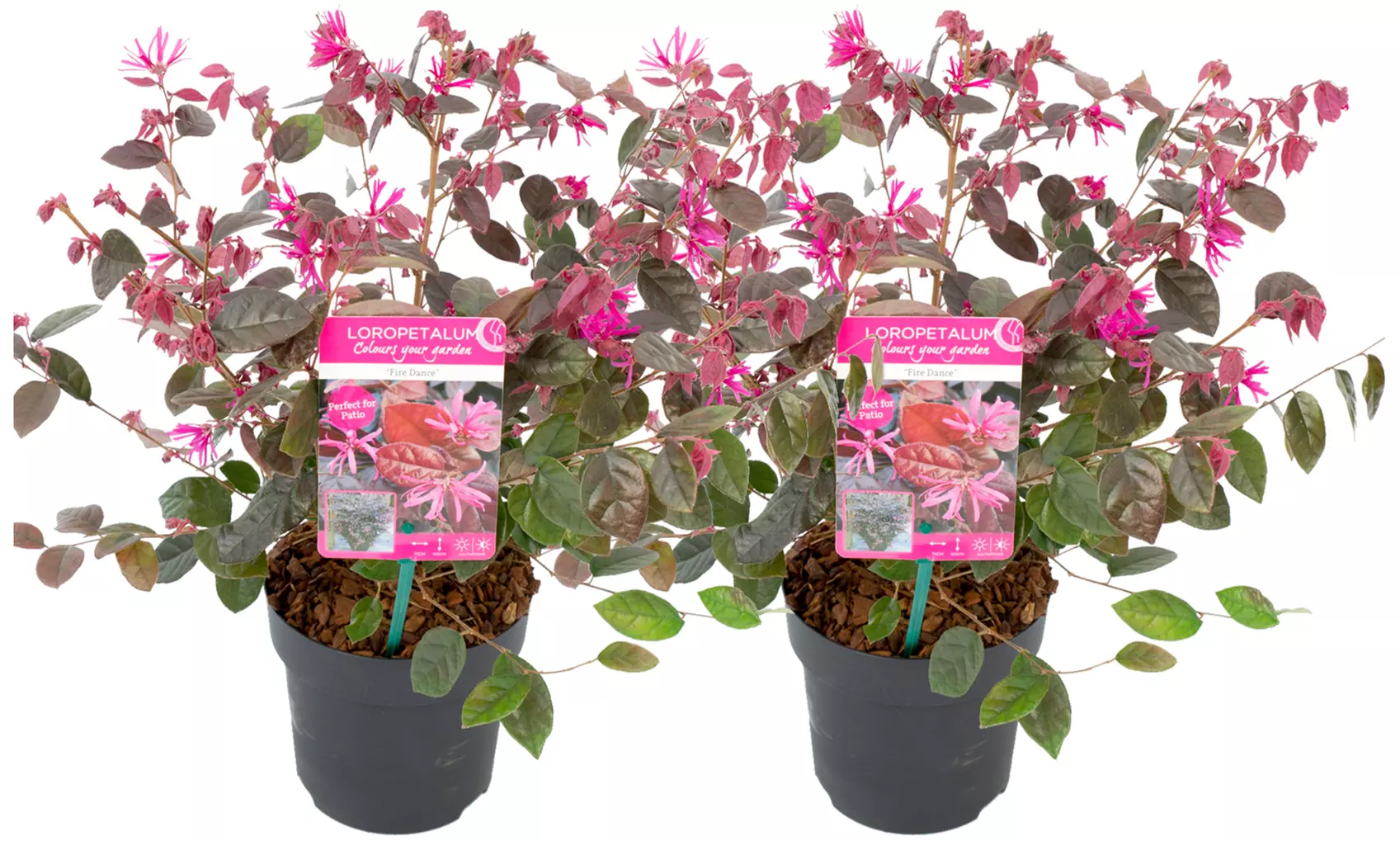 1x oder 2x Loropetalum Fire Dance Pflanze, inkl. Versand - Second Medium