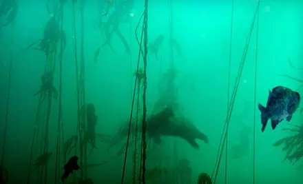 $49 for a Snorkeling Adventure from Ocean Planet Adventures in Tofino ($99.68 Value) - Primary Image