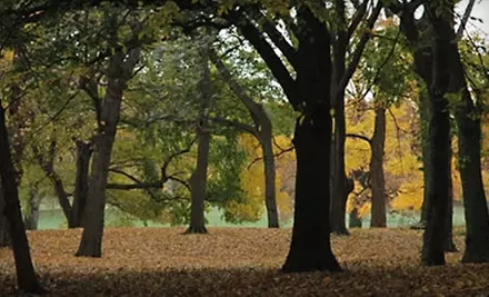 $37 for a Commemorative Tree Planting in Prospect Park Through the Prospect Park Alliance in Brooklyn ($75 Value) - Primary Image