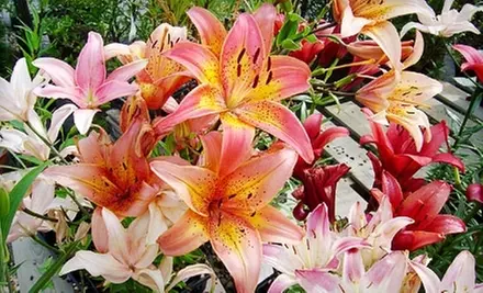 $20 for $40 Worth of Gardening and Landscaping Supplies at Peanut Centre Nursery - Primary Image