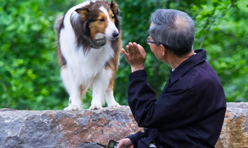 Petrainer Remote Dog Training Collar - Second Medium