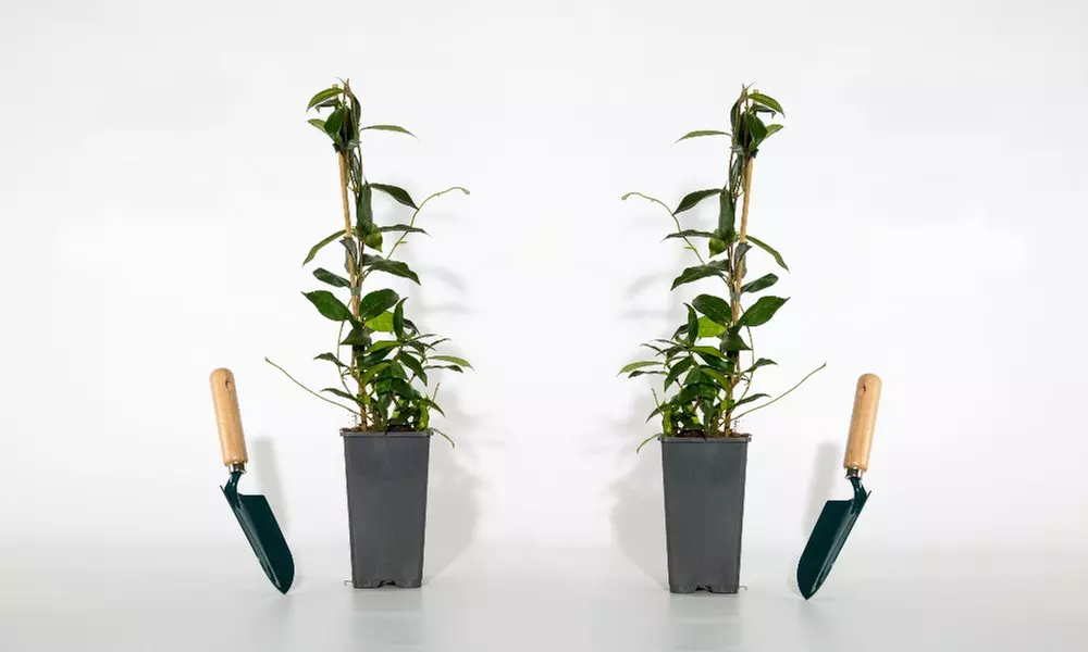 Lot de 2 ou 3 jasmins étoilés parfumés au feuillage persistant, livraison offerte - Second Medium