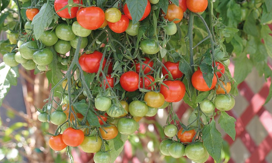 Image 4: Three or Six Tomato 'Tumbling Bella' Jumbo Plug Plants