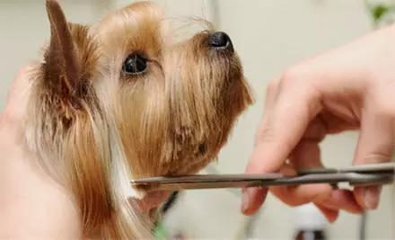 Spa Bath and Tidy Package for a Small, Medium, or Large Dog at The Pet Pawlor (Up to 52% Off) - Primary Image