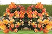 5, 10 or 20 Begonia Apricot Shades Improved F1 Hybrid Bulbs - Image 3