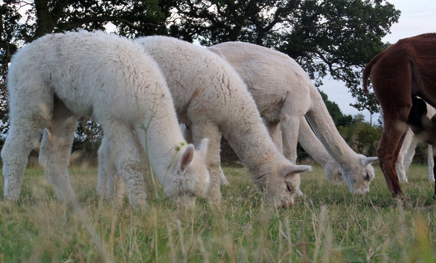 Image 4: Alpaca Walk and Farm Entry

